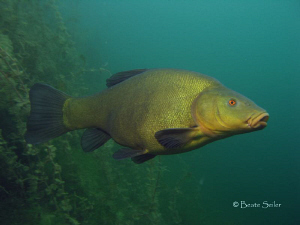Tench in our local lake , taken with Canon G10 by Beate Seiler 